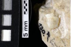 Foto (Detailansicht) von Decapoda indet. (NHMW-GEO-1990-0041-0130)